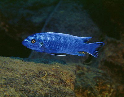 Labeotropheus trewavasae 'Lupingu'
